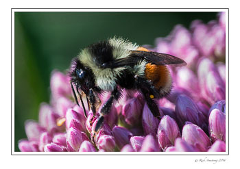 bee-1w.jpg