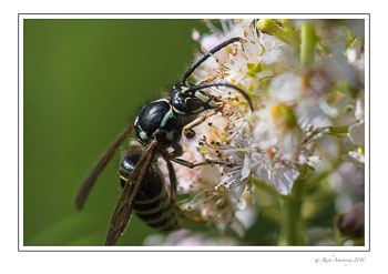 bee-3-w.jpg