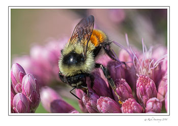 bee-4-w.jpg