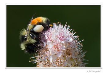 bee-5-w.jpg