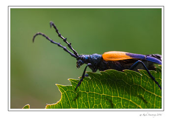 bug-2-w.jpg