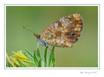 butter-fly-e3-frm.jpg