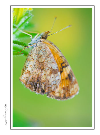 butterfly-3-frm.jpg
