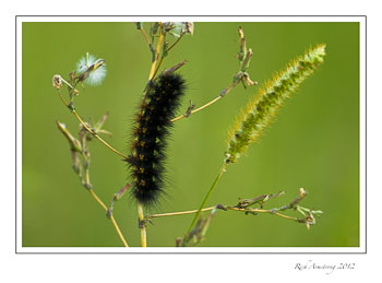 catepillar-1-frm.jpg