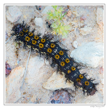catepillar1-copy.jpg