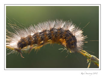 caterpillar-back-lit-1f-frm.jpg