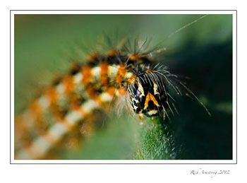 caterpillar-face-1-frm.jpg