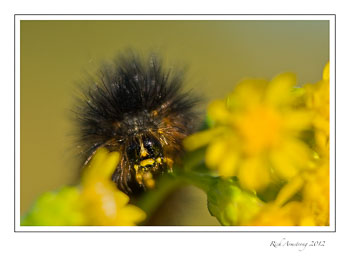 caterpillar-face-3-frm.jpg