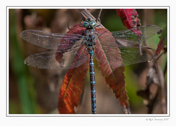 dragon-fly-1-copy.jpg