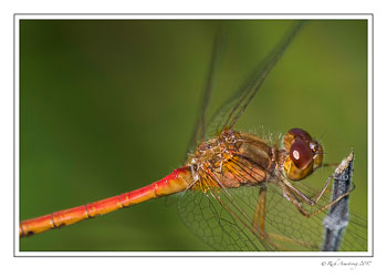 dragon-fly-2-copy-2.jpg