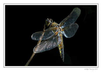 dragon-fly-2-copy.jpg