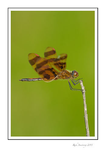 dragon-fly-2-frm.jpg