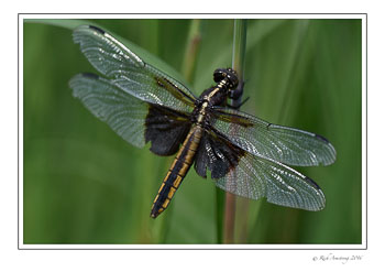dragon-fly-2-w.jpg