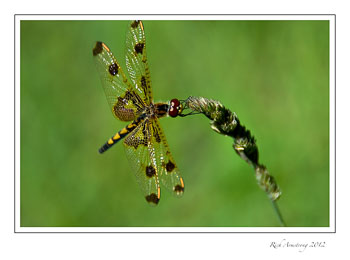 dragon-fly-3-frm.jpg