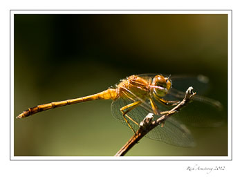 dragon-fly-3frm.jpg
