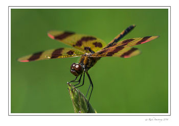 dragon-fly-3w.jpg