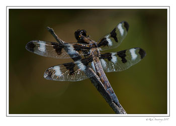 dragon-fly-4-copy.jpg