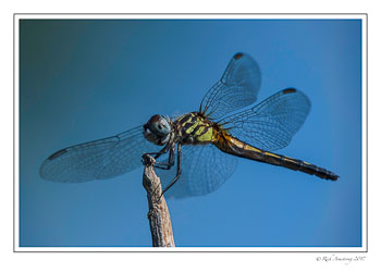 dragon-fly-5-copy.jpg
