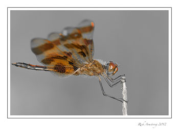 dragon-fly-5-frm.jpg