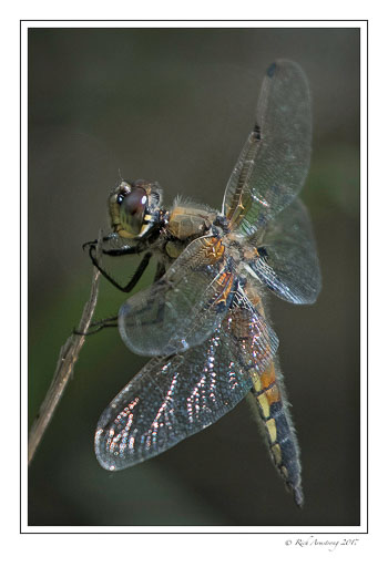 dragon-fly-6-copy.jpg