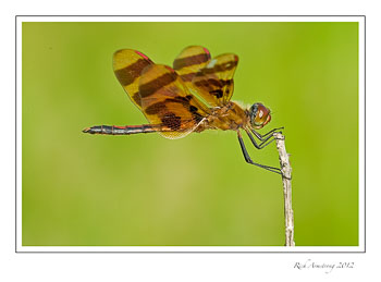 dragon-fly-7-frm.jpg