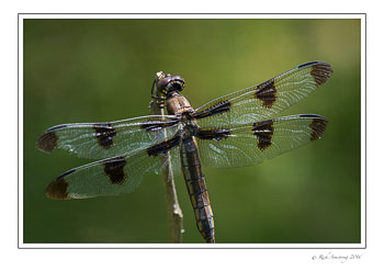 dragonfly-1c.jpg