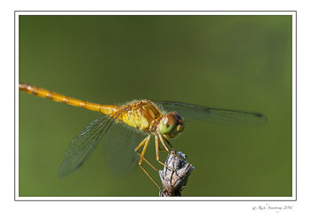 dragonfly-3.jpg