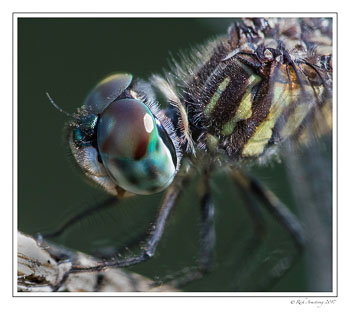 dragonfly-4-copy.jpg