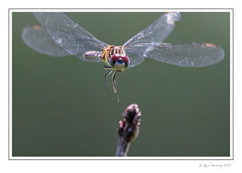 dragonfly-5-copy.jpg