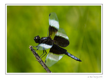 drqgonfly-7a-w.jpg