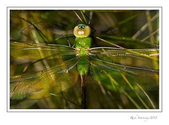 green-drangonfly1.jpg