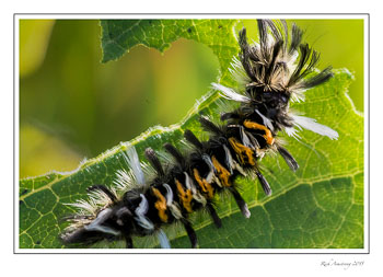 milkweedmothcaterpillar1frm.jpg
