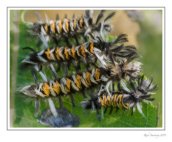 milkweedmothcaterpillar2frmcopy.jpg