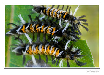 milkweedmothcaterpillar6frmcopy.jpg