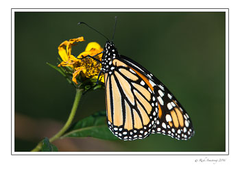 monarch-1-copy.jpg