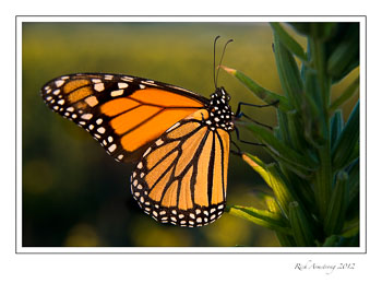 monarch-1A-frm.jpg
