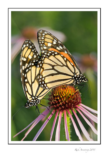 monarch-2-frm.jpg