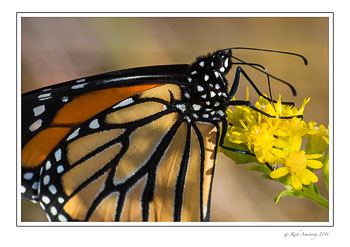 monarch-4-copy.jpg