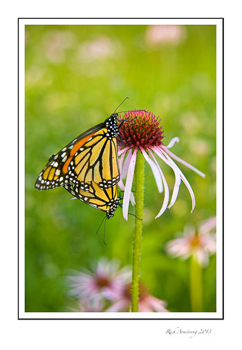 monarch-5a-frm.jpg