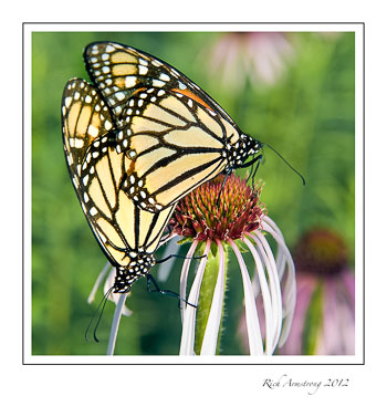 monarch-6-frm.jpg