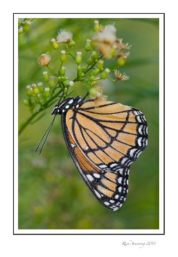 monarch-9-frm.jpg