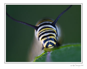 monarch-caterpillar-2w.jpg