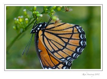 monarch-n-dew-frm_.jpg