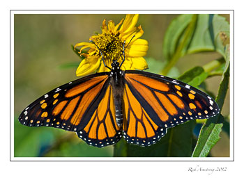monarch-on-yellow-2-frm.jpg