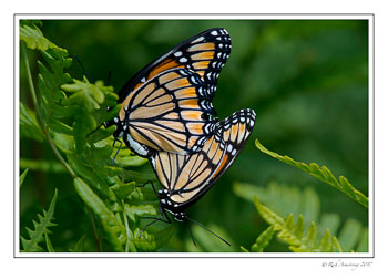 monarch-pair-copy.jpg
