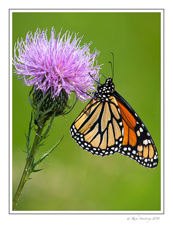 monzrch-butterfly-2-copy.jpg