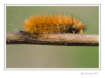 orange-caterpillar-1-frm.jpg