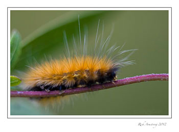 orange-caterpillar-3-frm.jpg