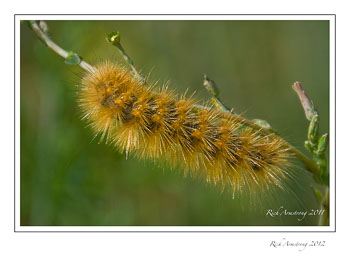 red-caterpillar-2-frm.jpg
