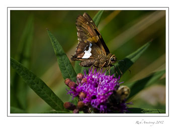 silver-spotted-skipper-1-frm.jpg